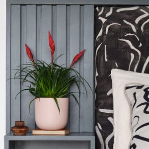 Vriesea Astrid House Plant In Earthenware Pot