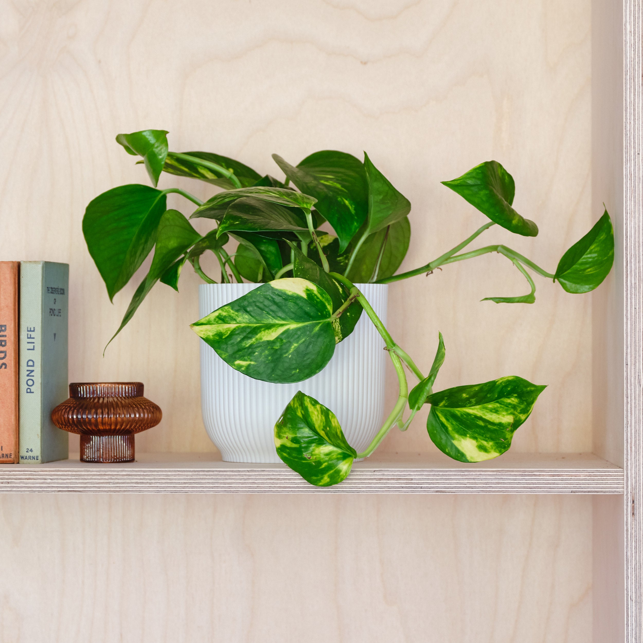 Devils Ivy House Plant In Elho Pot Plastic White