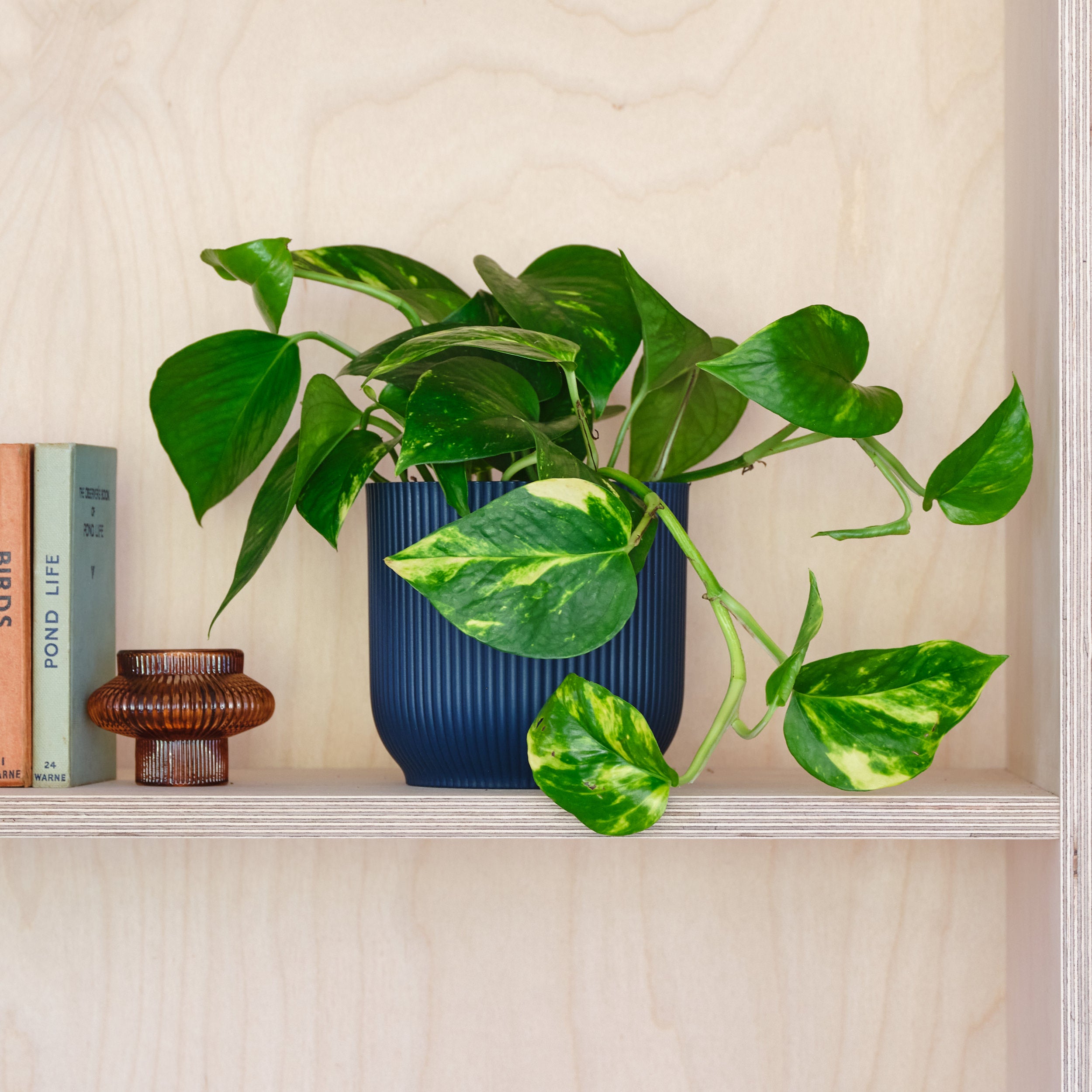 Devils Ivy House Plant In Elho Pot Plastic Navy