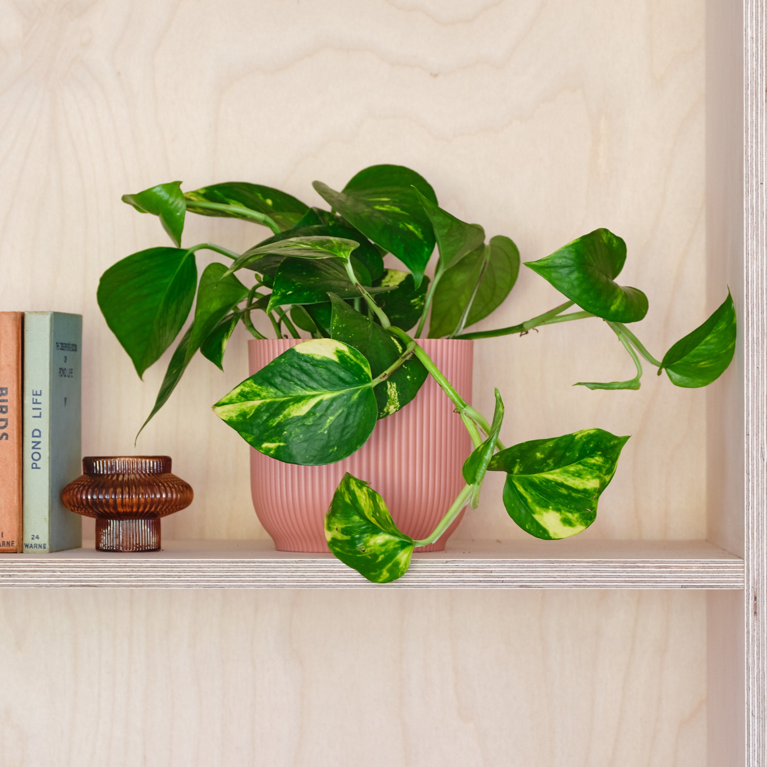 Devils Ivy House Plant In Elho Pot Plastic Pink