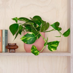 Devils Ivy House Plant In Elho Pot