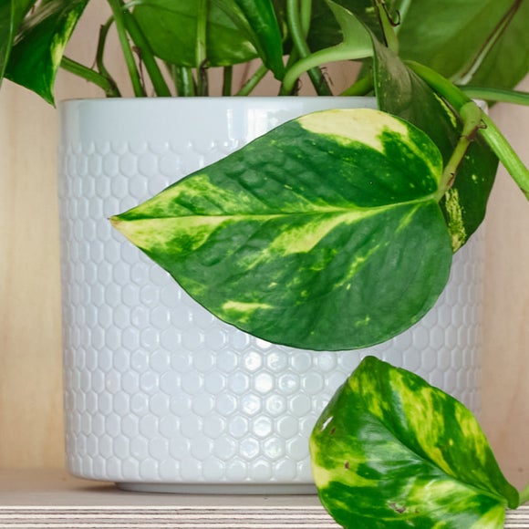 Carousel navigation image position 3 of 3