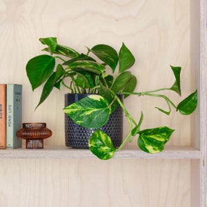 Devils Ivy House Plant In Capri Pot