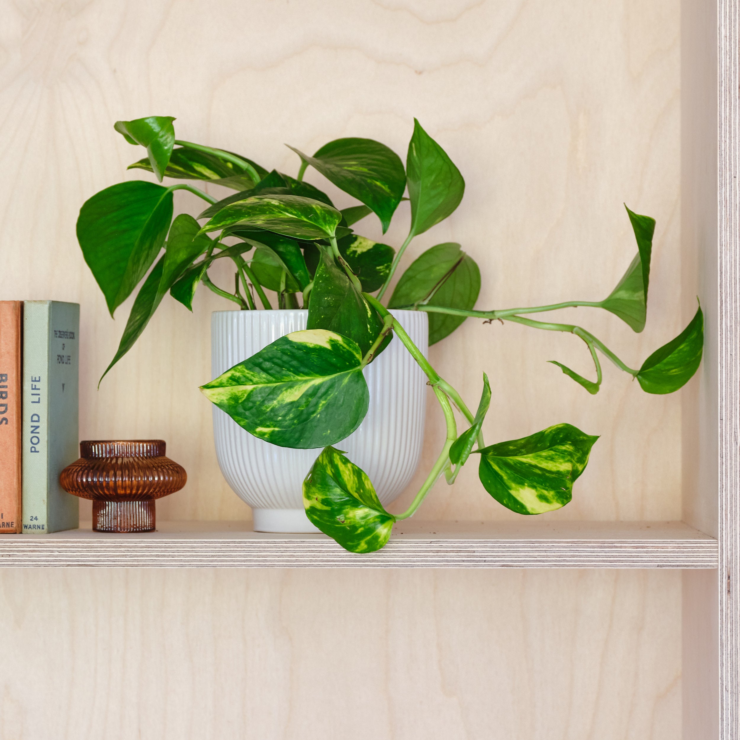 Devils Ivy House Plant In Ribbed Pot Ceramic White