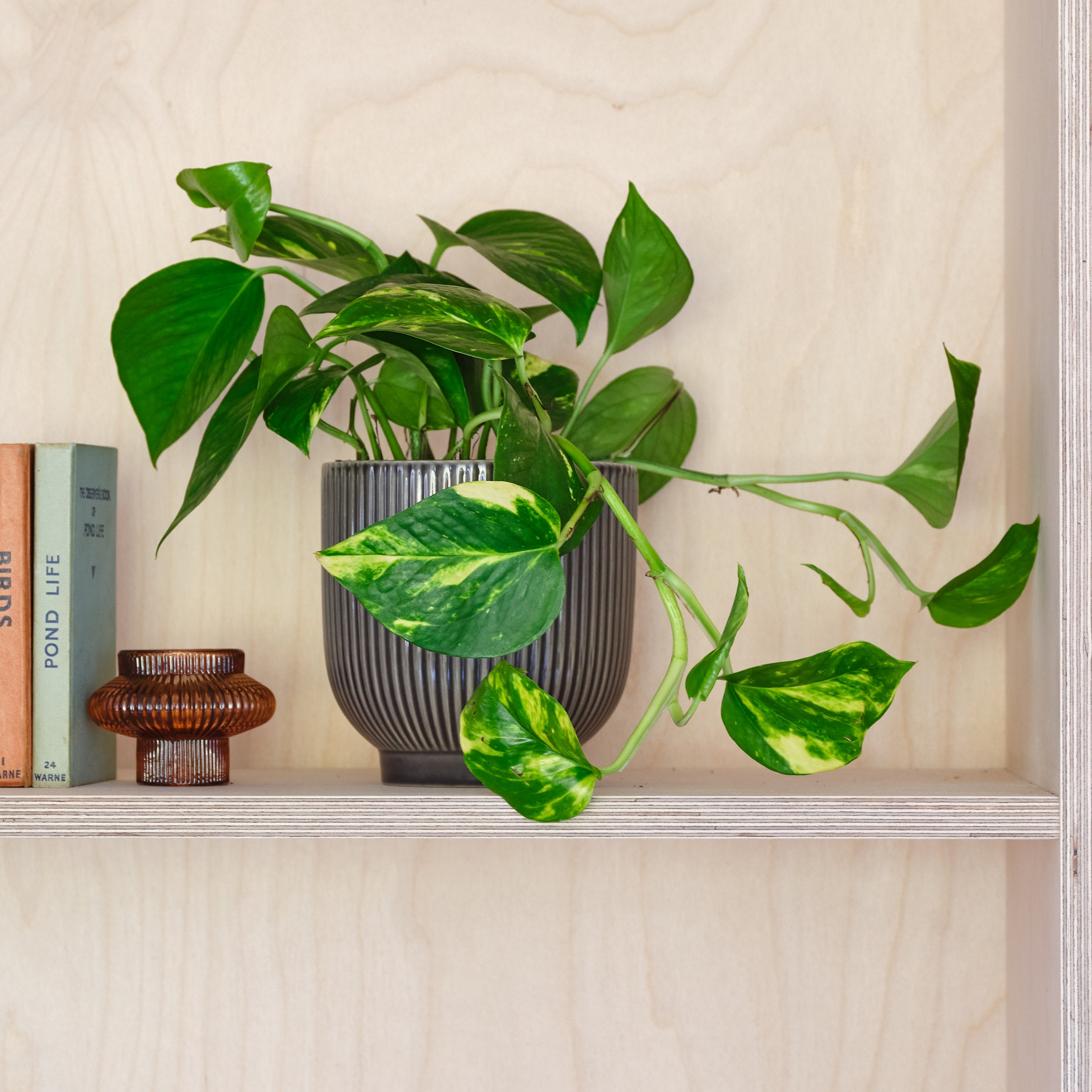 Devils Ivy House Plant In Ribbed Pot Ceramic Grey