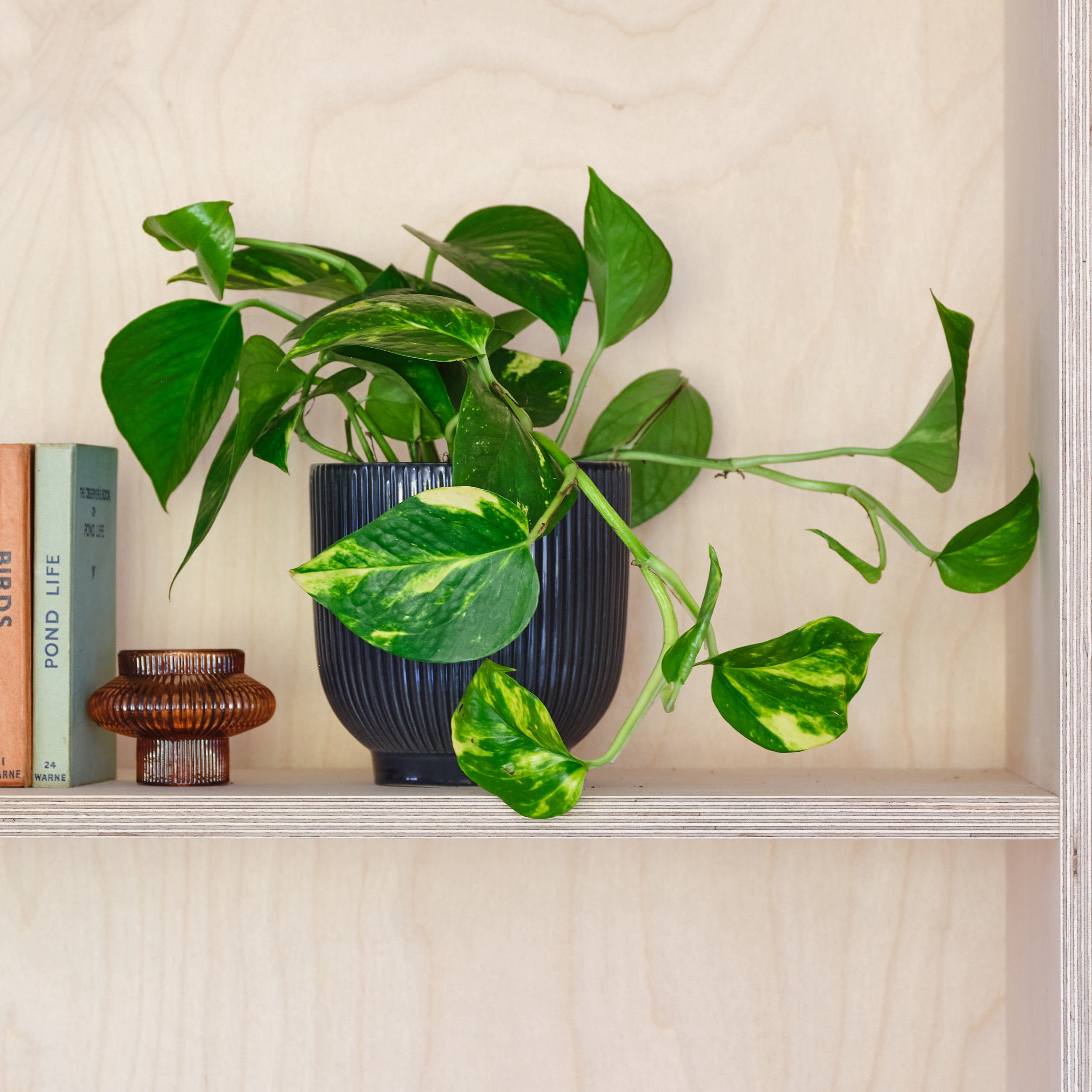 Devils Ivy House Plant In Ribbed Pot Ceramic Navy