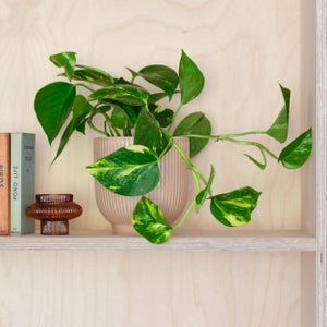 Devils Ivy House Plant In Ribbed Pot