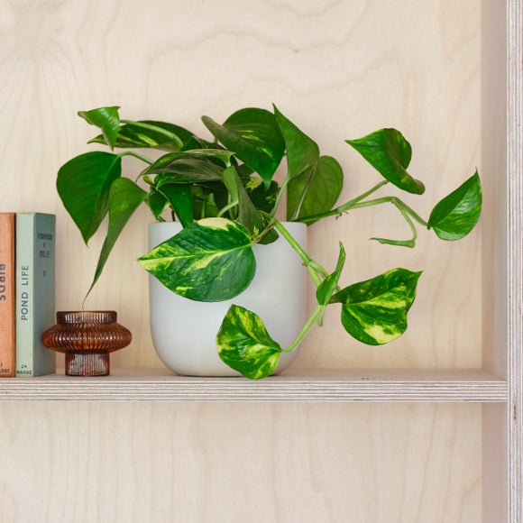 Devils Ivy House Plant In Earthenware Pot