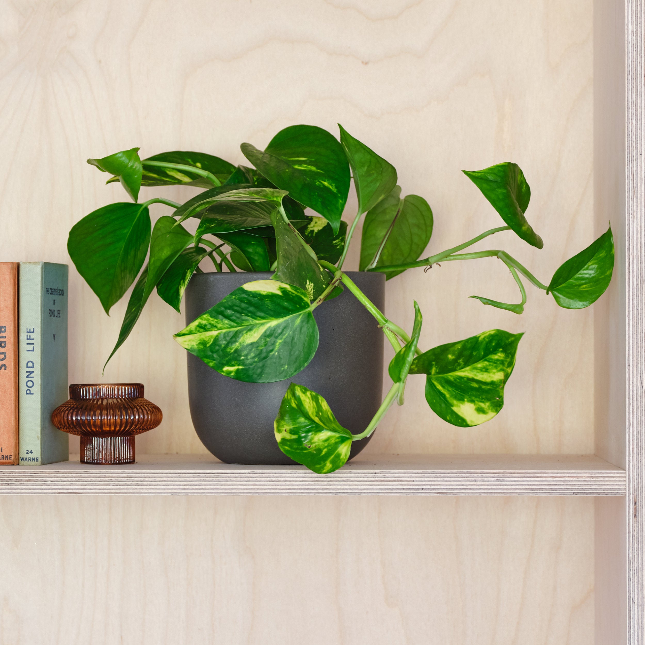 Devils Ivy House Plant In Earthenware Pot Earthenware Dark Grey