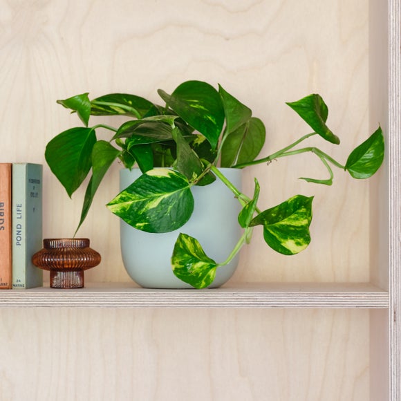 Devils Ivy House Plant In Earthenware Pot
