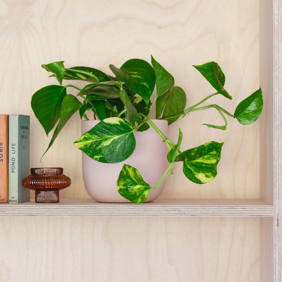 Devils Ivy House Plant In Earthenware Pot