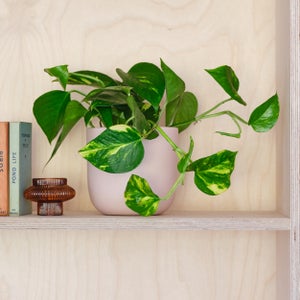 Devils Ivy House Plant In Earthenware Pot