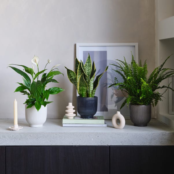Air Purifying Potted House Plant Bundle image 1 of 8