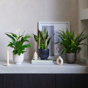 Air Purifying Potted House Plant Bundle