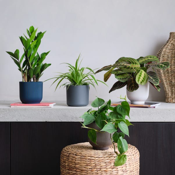 Shade Potted House Plant Bundle image 1 of 10
