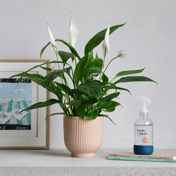 Peace Lily Potted House Plant and Plant Mister Bundle image 1 of 5