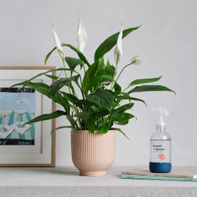 Peace Lily Potted House Plant and Plant Mister Bundle