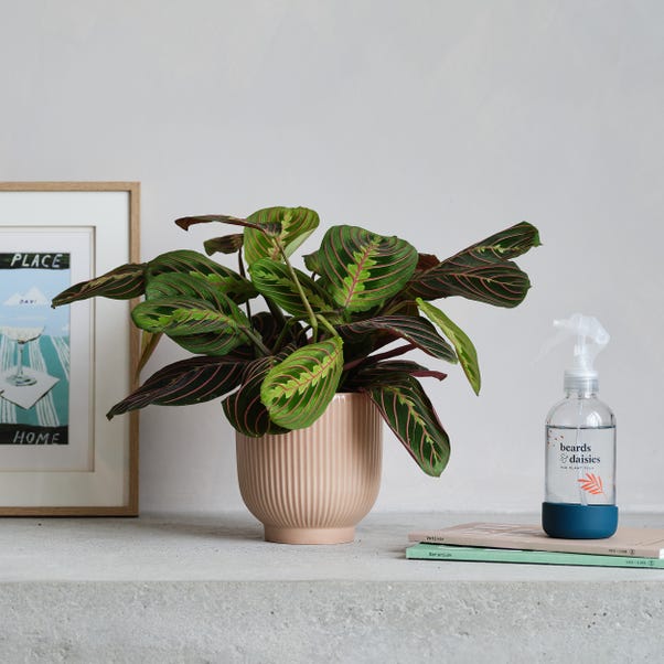 Prayer Potted House Plant and Plant Mister Bundle image 1 of 5