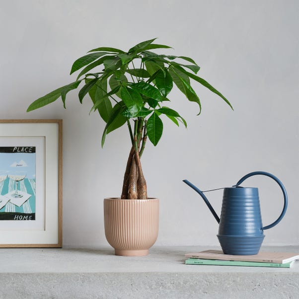 Money Tree Potted House Plant and Watering Can Bundle image 1 of 5