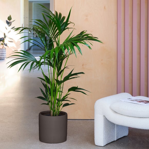 Click to view product details and reviews for Kentia Palm House Plant In Earthenware Pot.
