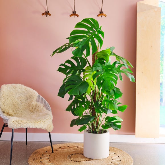 Click to view product details and reviews for Swiss Cheese House Plant In Earthenware Pot.