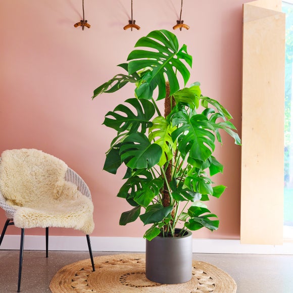 Click to view product details and reviews for Swiss Cheese House Plant In Earthenware Pot.