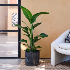 Bird Of Paradise House Plant In Capri Pot