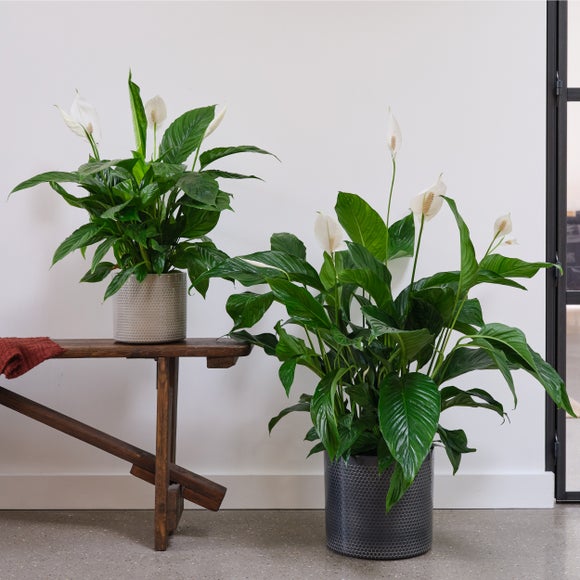 Carousel navigation image position 4 of 4