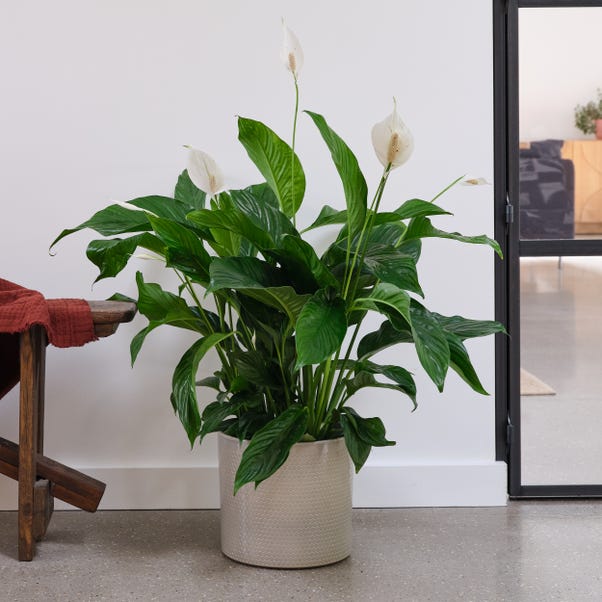 Peace Lily House Plant in Capri Pot image 1 of 5