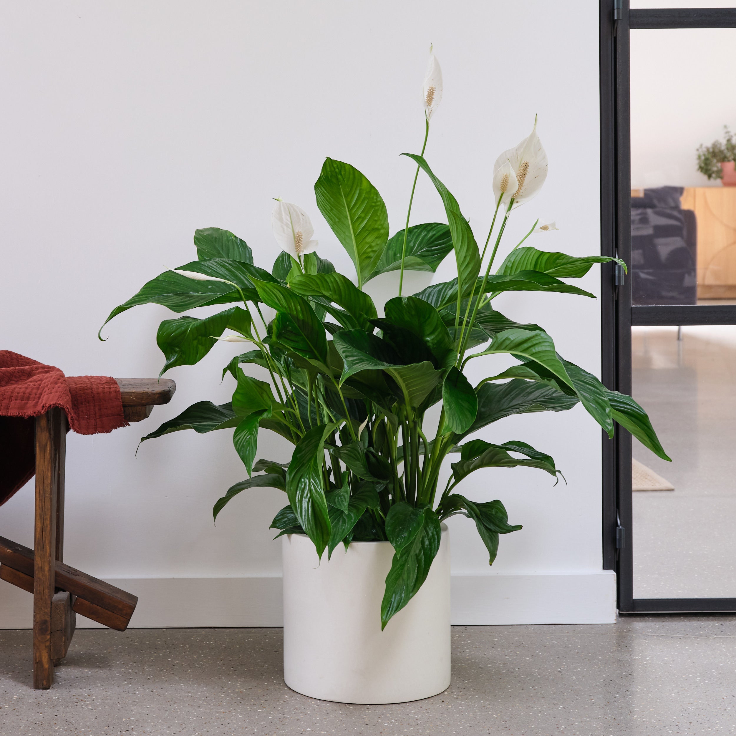 Peace Lily House Plant In Earthenware Pot Earthenware Oyster