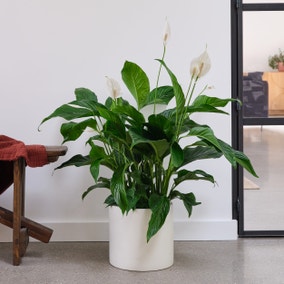 Peace Lily House Plant in Earthenware Pot