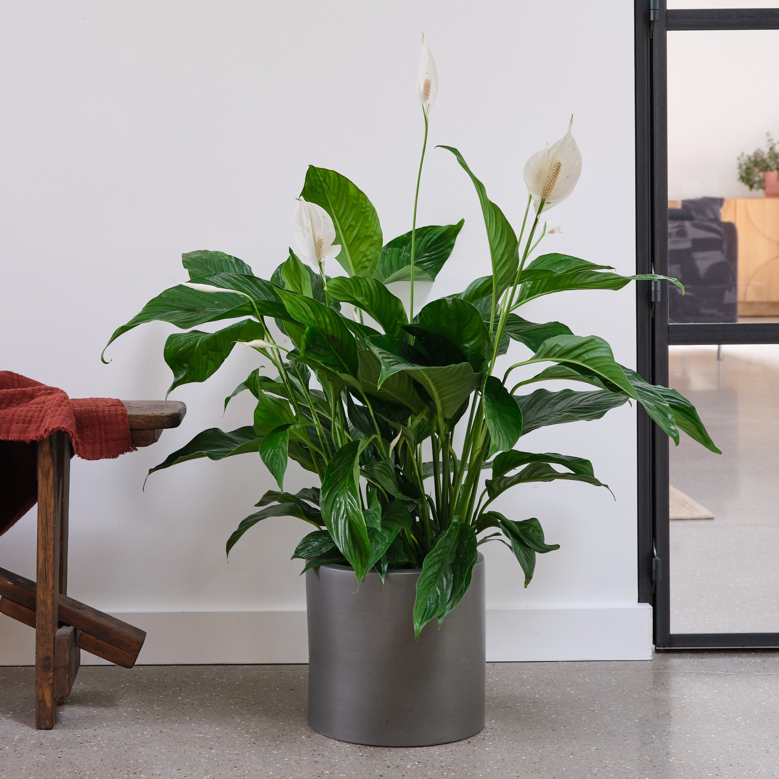 Peace Lily House Plant in Earthenware Pot