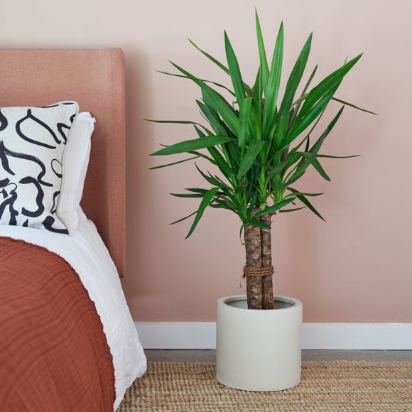 View Yucca House Plant In Earthenware Pot View Yucca House Plant In Earthenware Pot