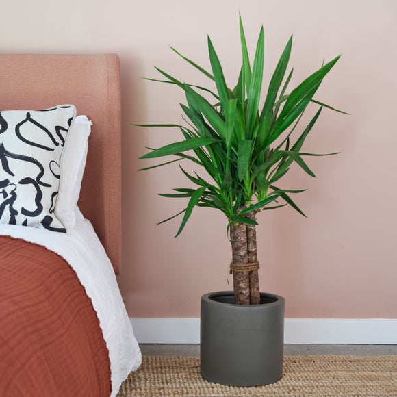 View Yucca House Plant In Earthenware Pot View Yucca House Plant In Earthenware Pot