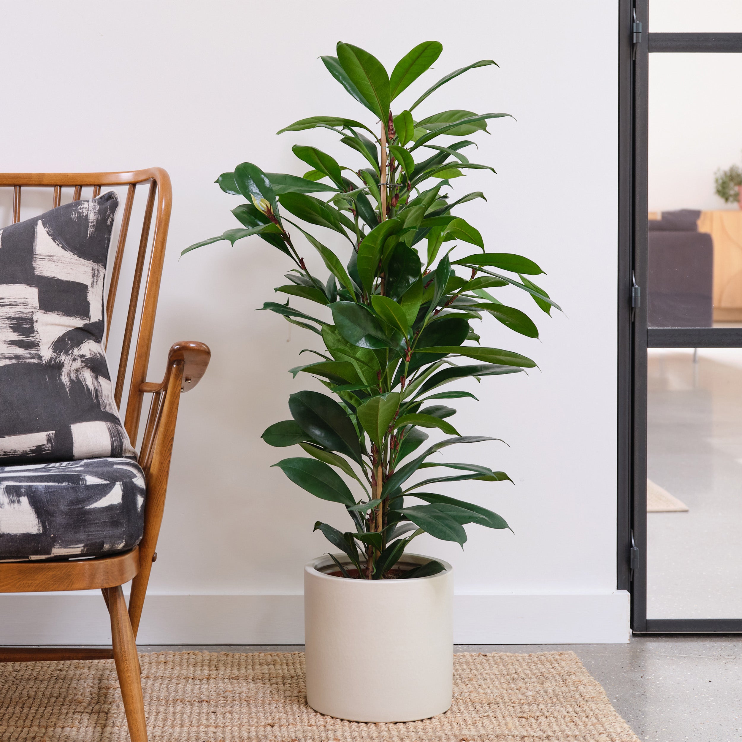 African Fig House Plant In Earthenware Pot Earthenware Oyster