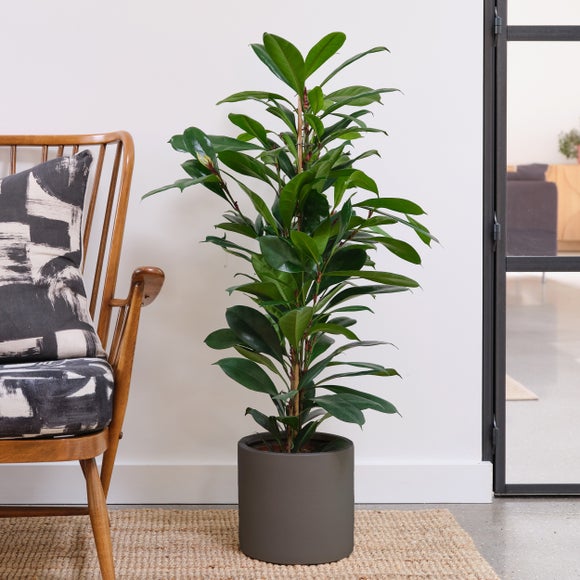 African Fig House Plant In Earthenware Pot