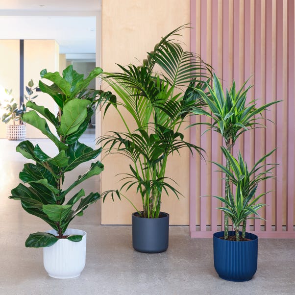 Tall Potted House Plant Bundle image 1 of 8