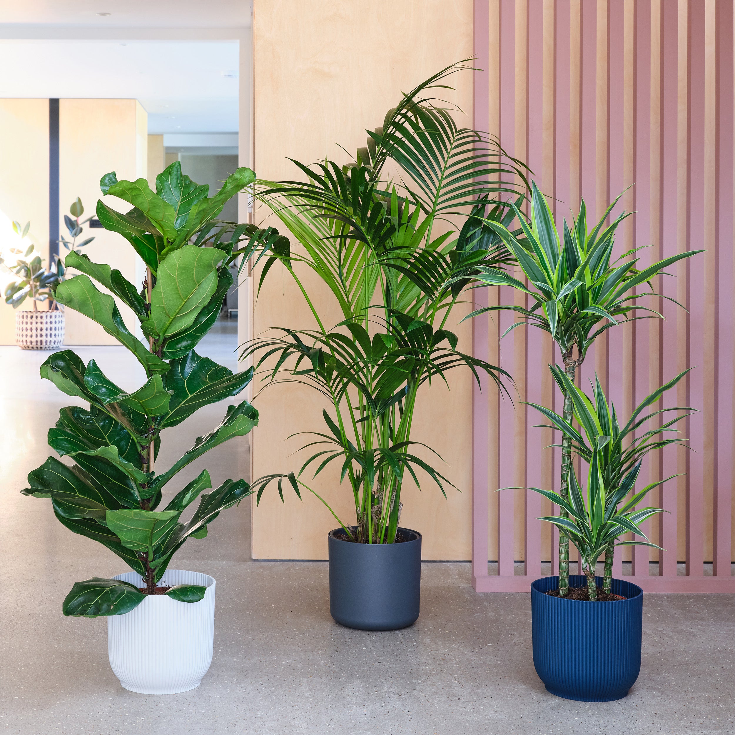 Tall Potted House Plant Bundle