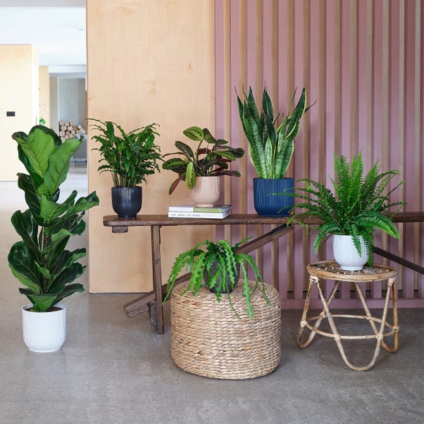 New Home Potted House Plant Bundle image 1 of 9