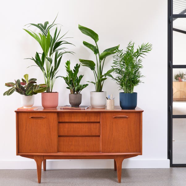 Business Potted House Plant Bundle image 1 of 9