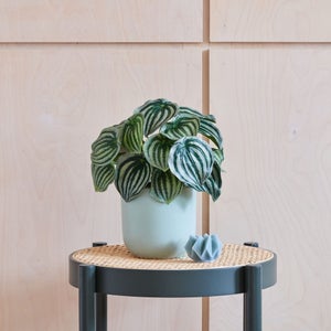 Artificial Watermelon Peperomia
