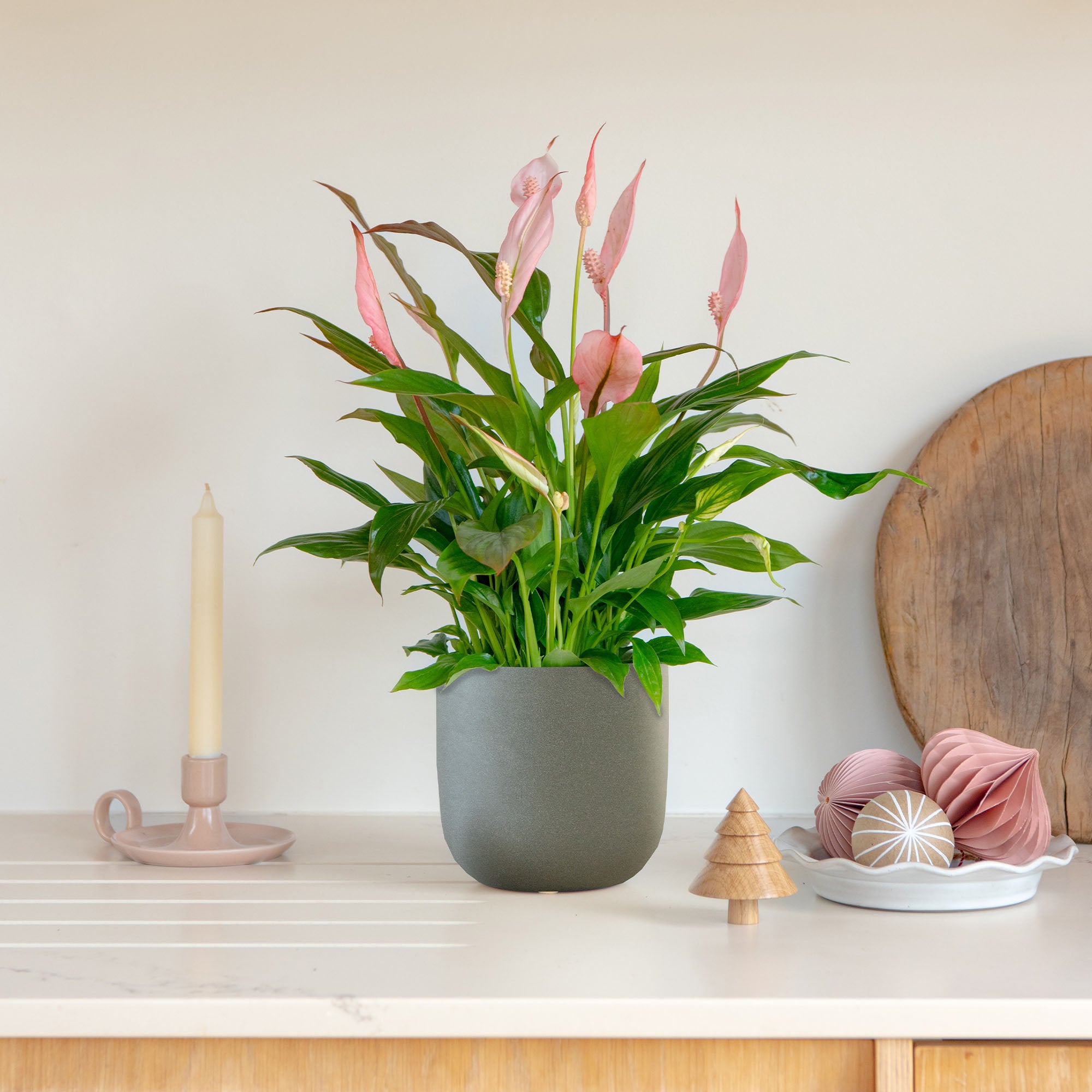 Pink Peace Lily House Plant In Earthenware Pot Earthenware Dark Grey