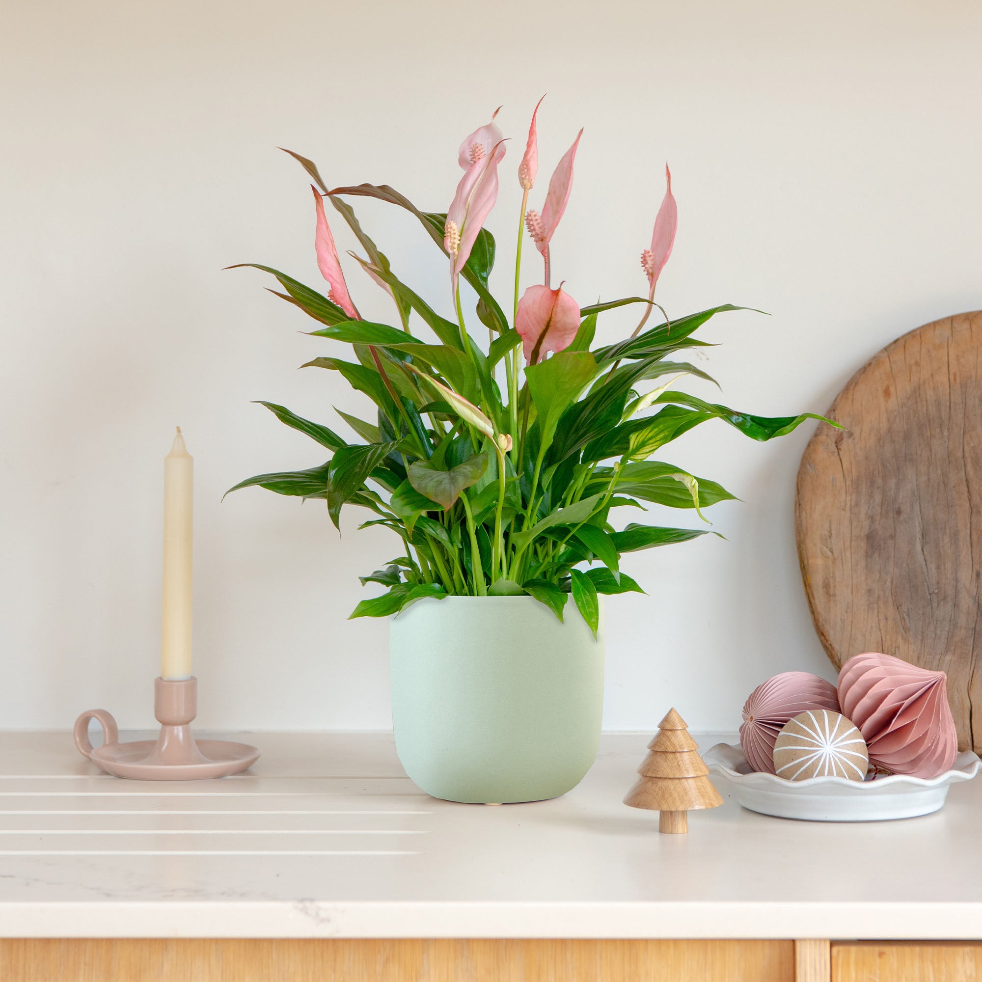 Pink Peace Lily House Plant In Earthenware Pot Earthenware Mint