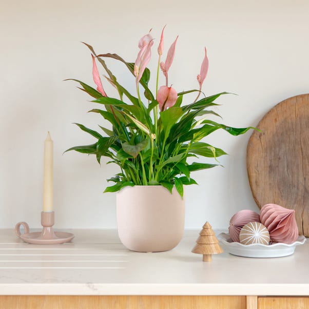Pink Peace Lily House Plant in Earthenware Pot image 1 of 4