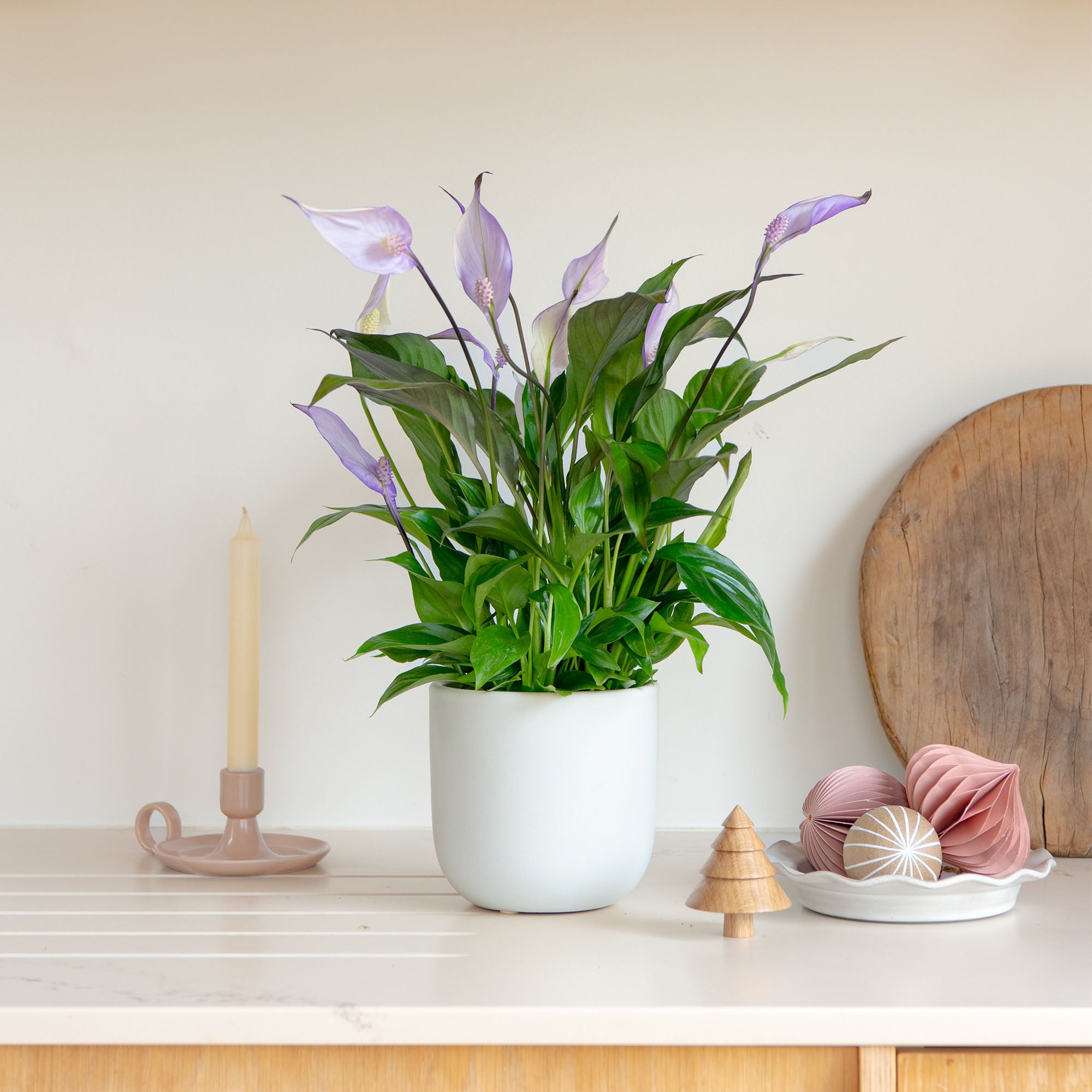 Lilac Peace Lily House Plant In Earthenware Pot Earthenware Oyster