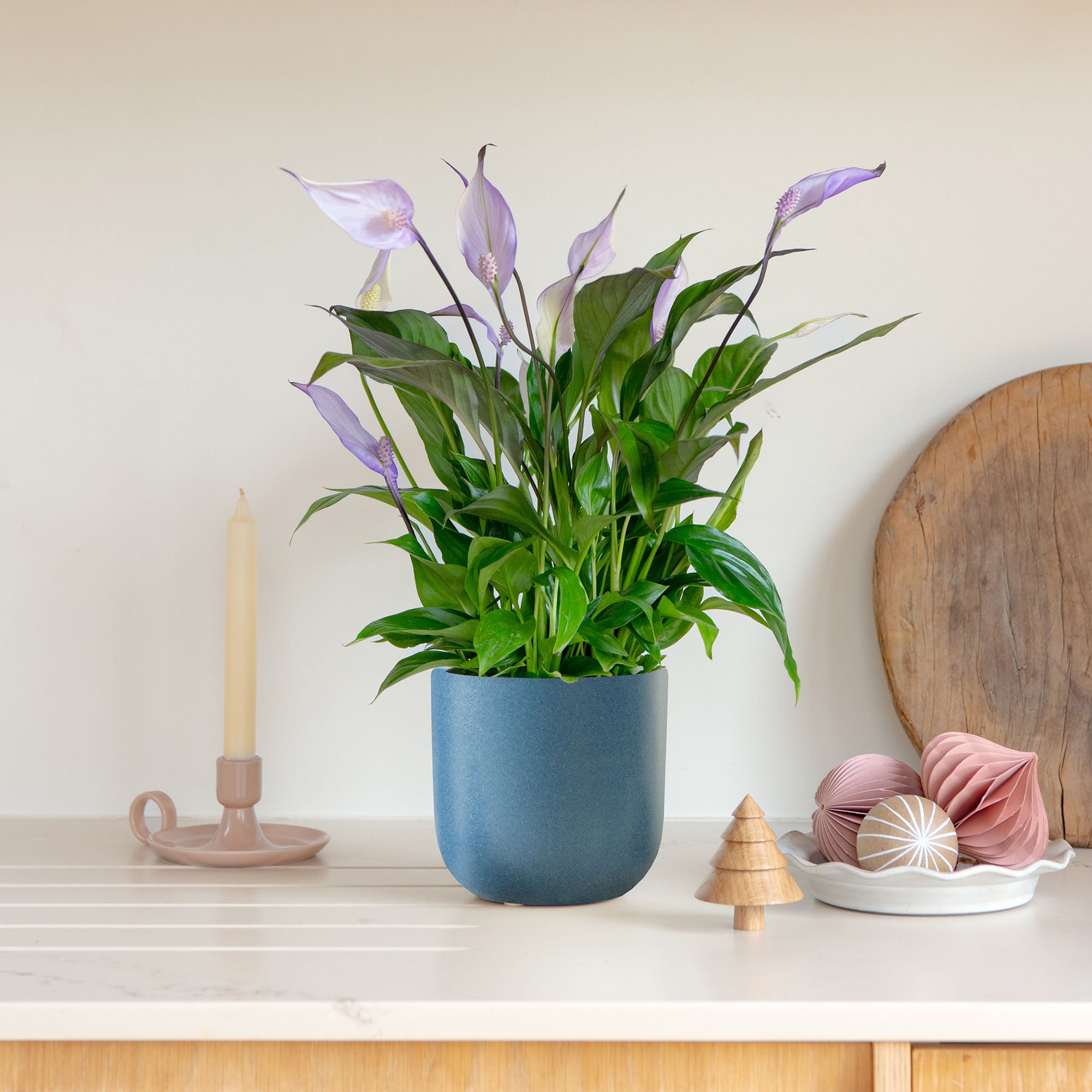 Lilac Peace Lily House Plant In Earthenware Pot Earthenware Blue