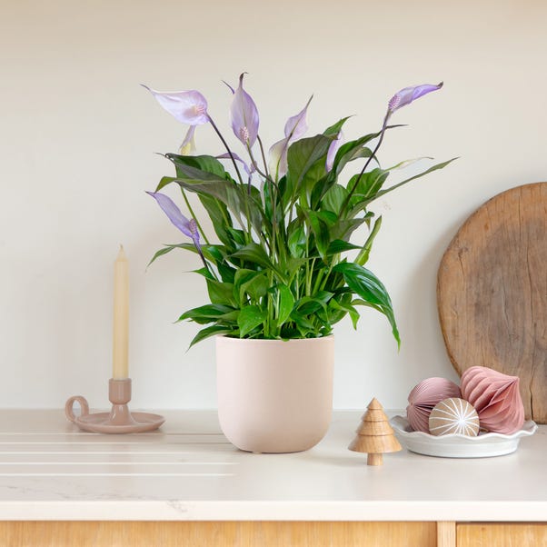 Lilac Peace Lily House Plant in Earthenware Pot image 1 of 4