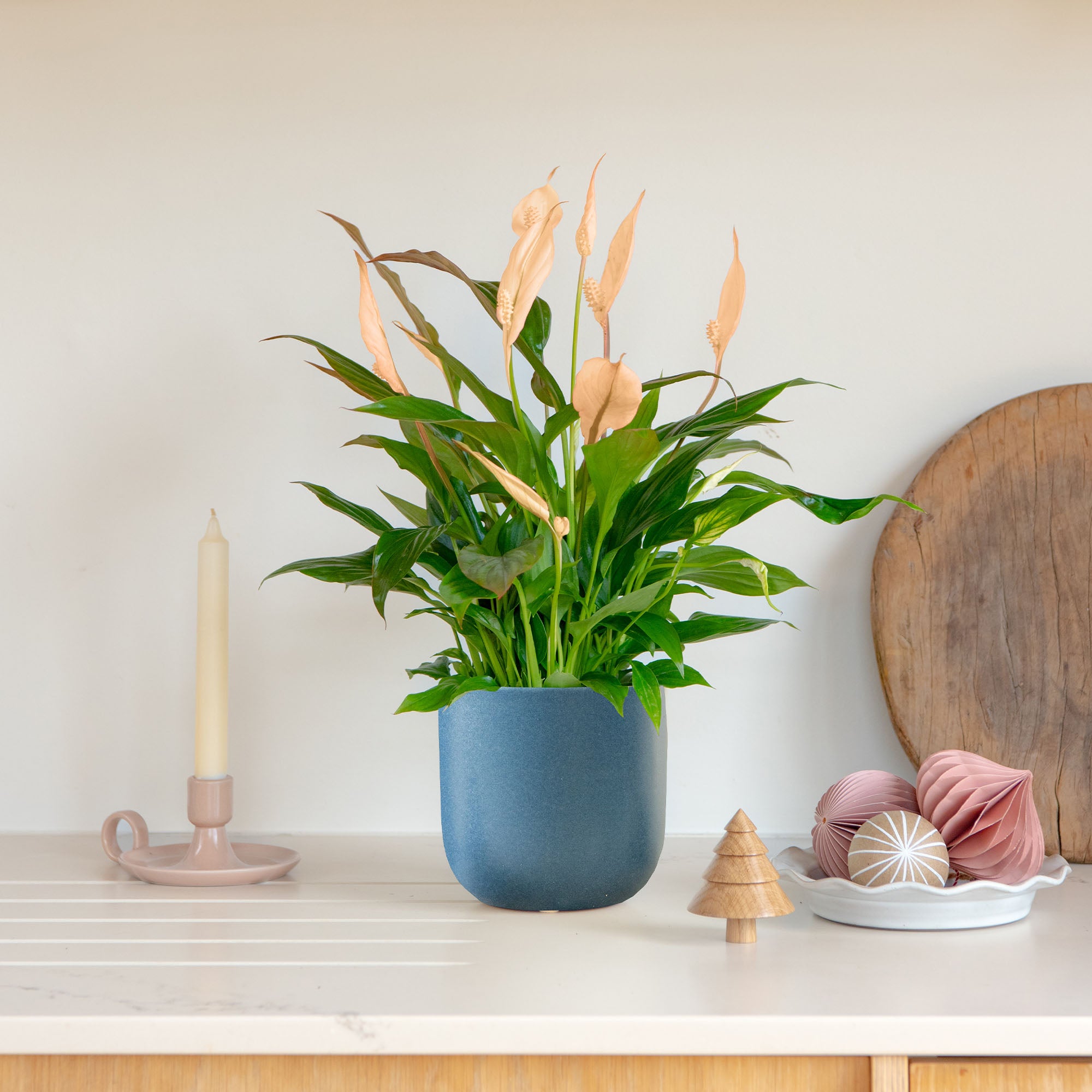 Apricot Peace Lily House Plant In Earthenware Pot Earthenware Blue