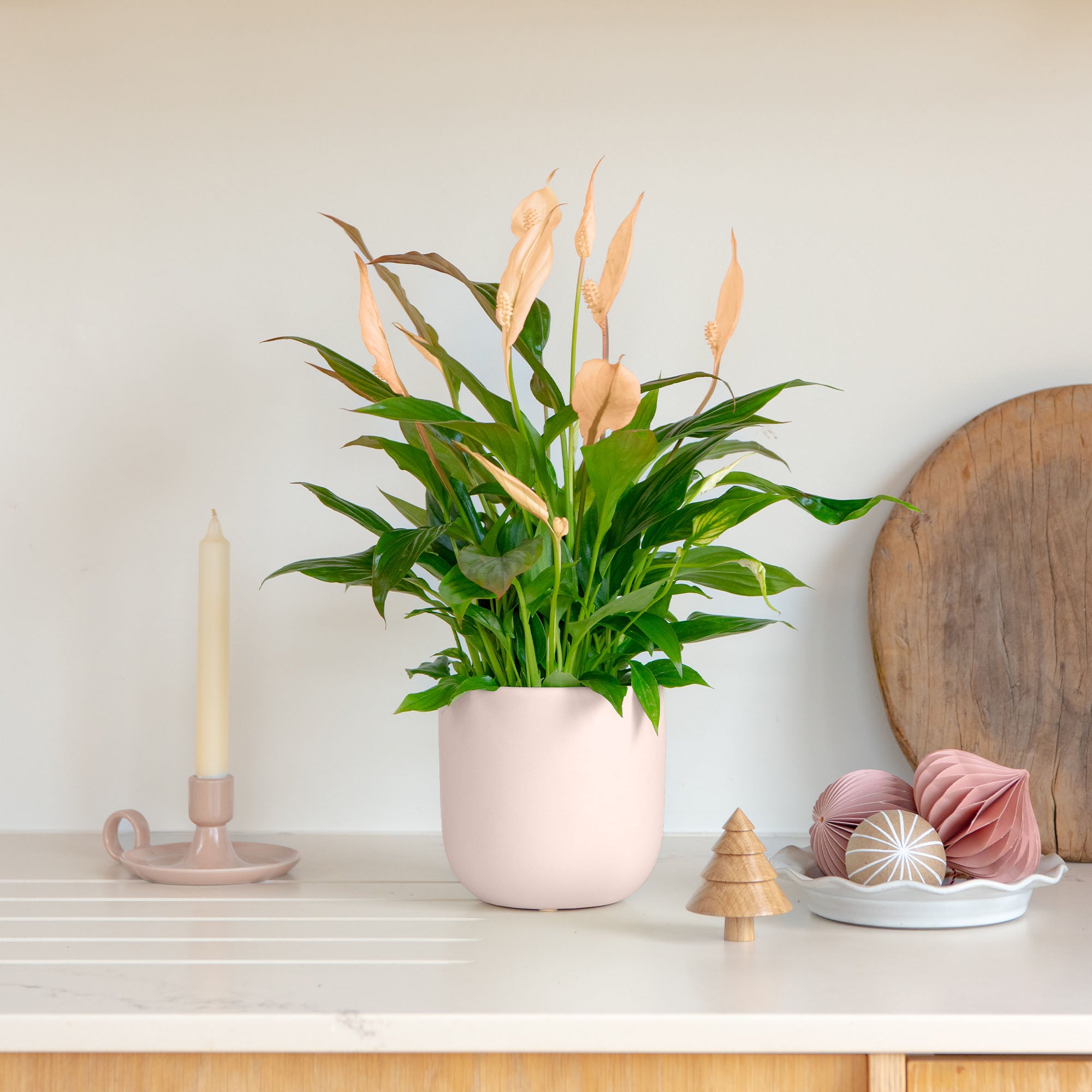 Apricot Peace Lily House Plant In Earthenware Pot Earthenware Pink