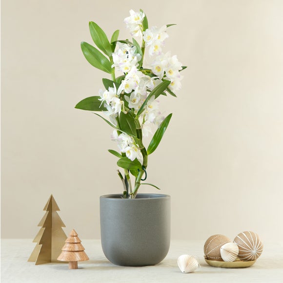 View Bamboo Orchid House Plant In Earthenware Pot View Bamboo Orchid House Plant In Earthenware Pot